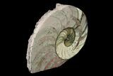 Cut & Polished Nautilus (Cenoceras?) Fossil - France #152704-2